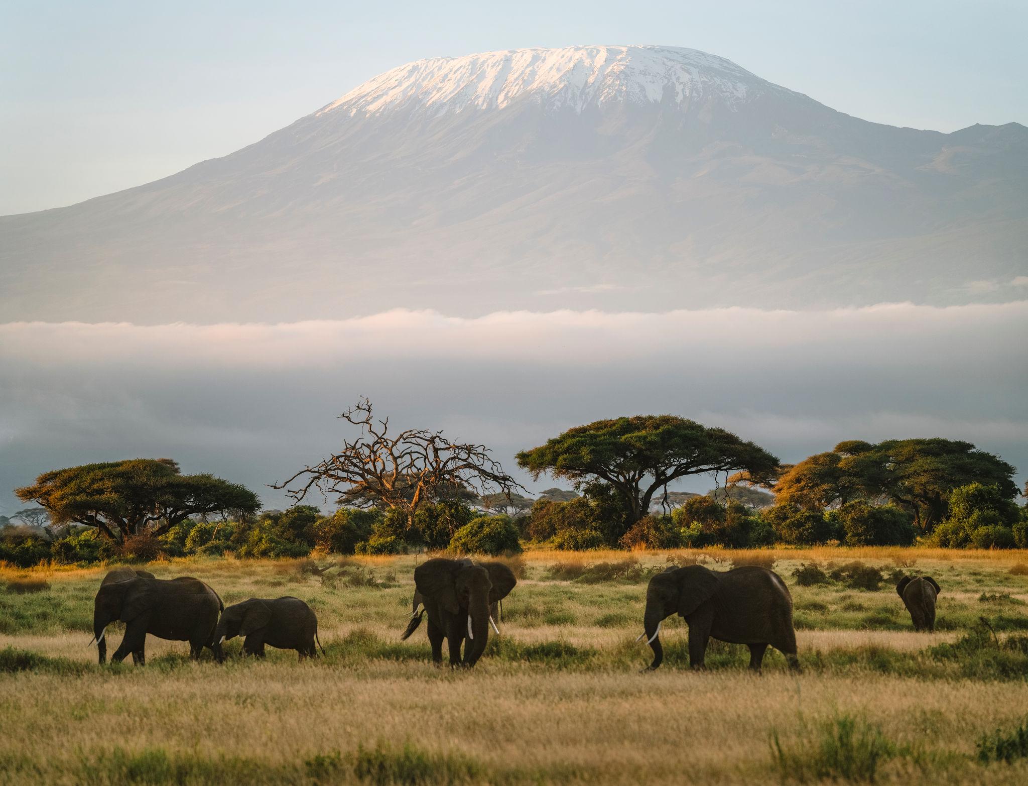 Amboseli Luxury Safari Experience